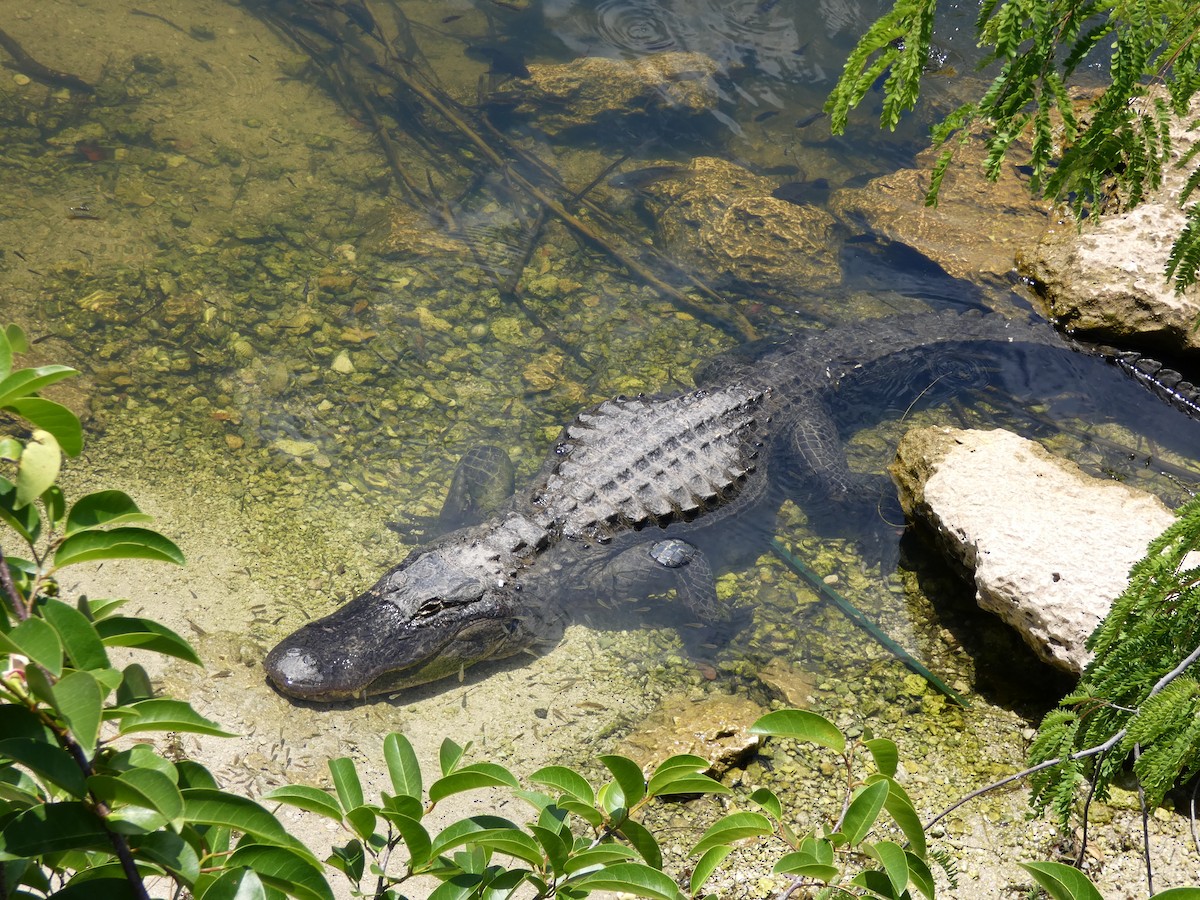 American Alligator - ML646018104