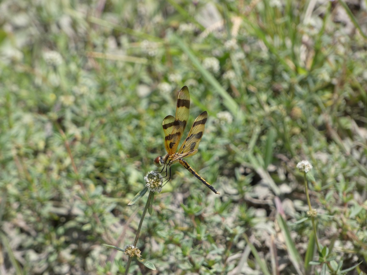 Insects - ML646018106