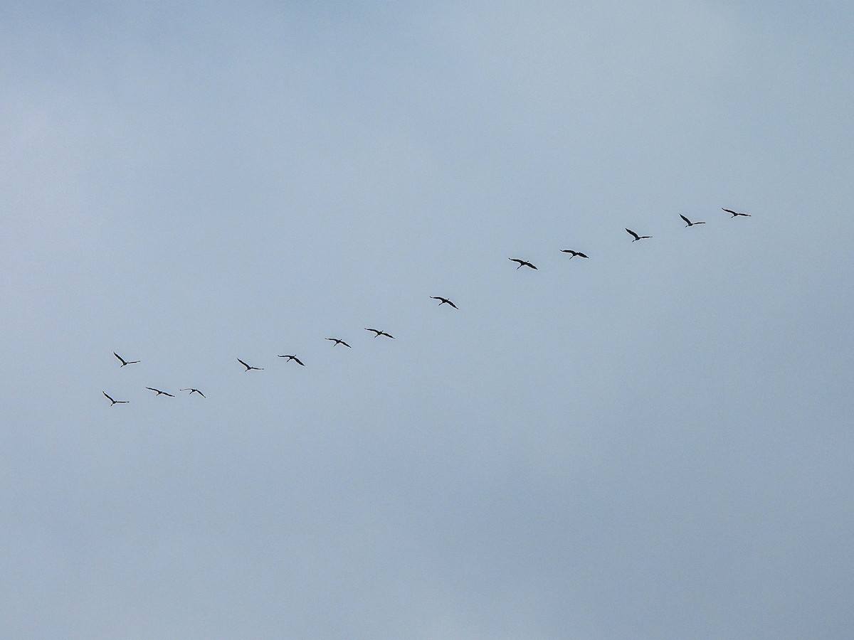 Sandhill Crane - ML646018110
