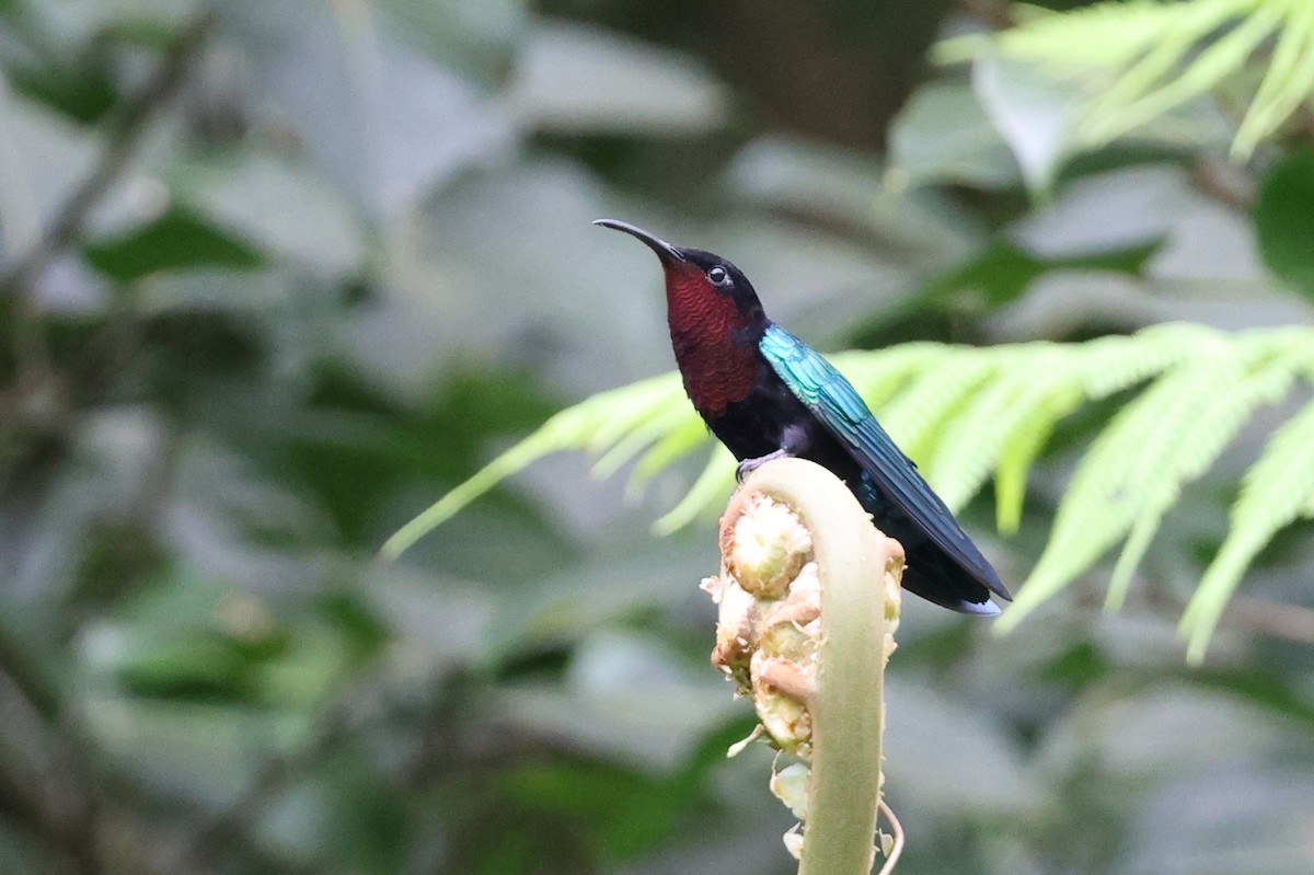 Purple-throated Carib - ML646018114