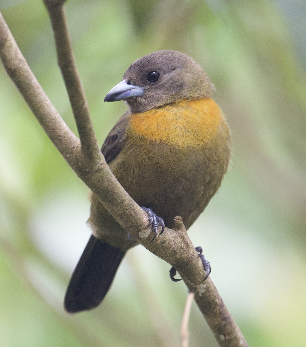 Scarlet-rumped Tanager - ML646018115