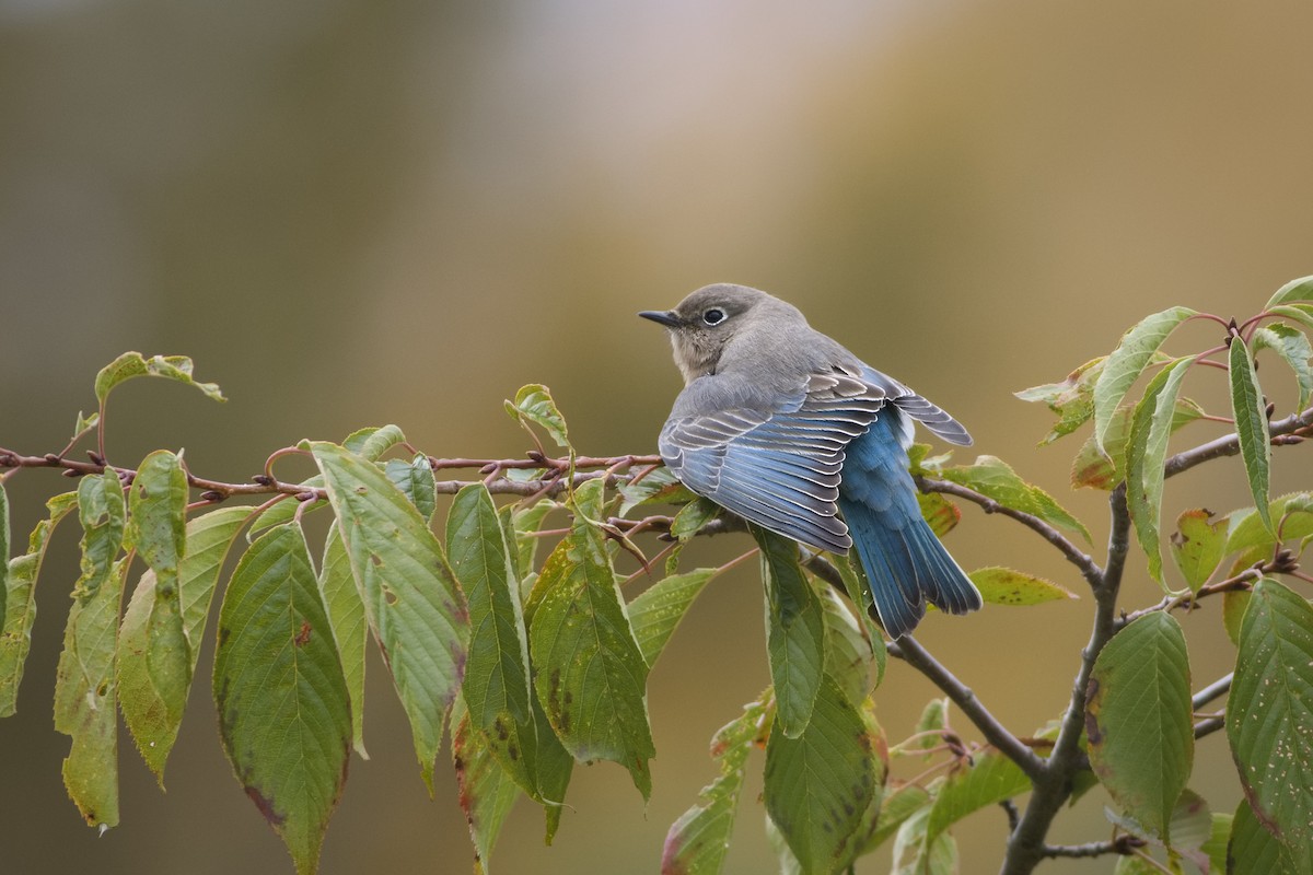 Mountain Bluebird - ML646018116