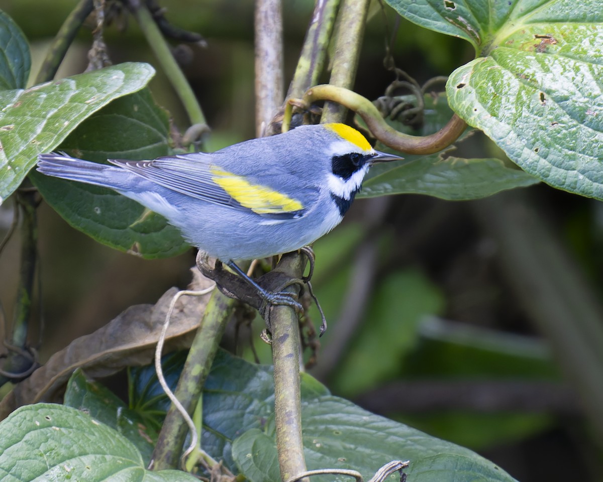Paruline à ailes dorées - ML646018118