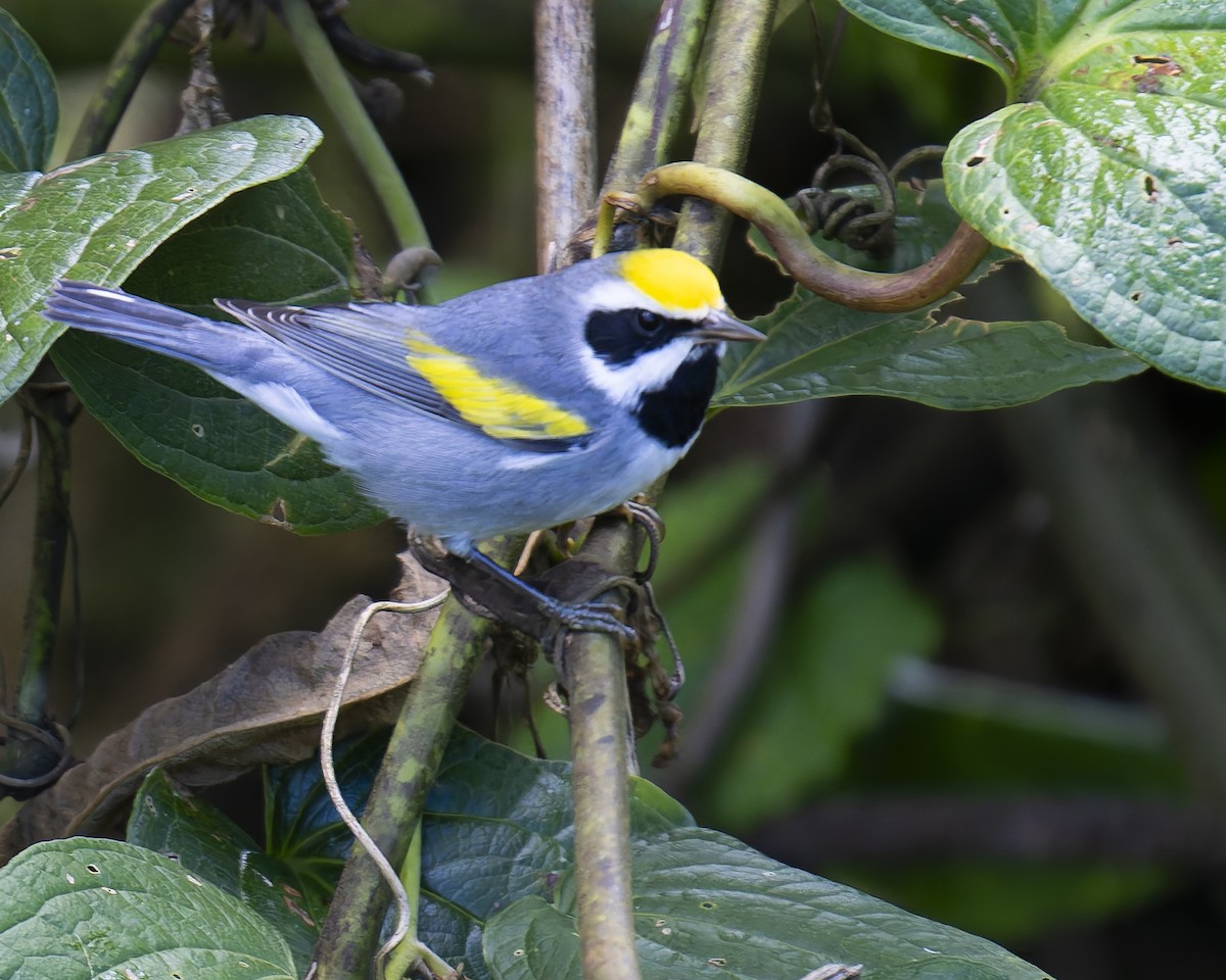 Paruline à ailes dorées - ML646018119