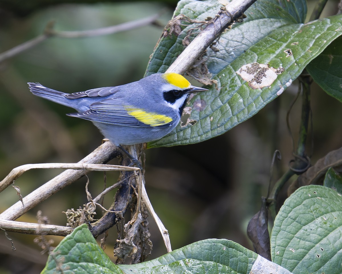 Paruline à ailes dorées - ML646018120