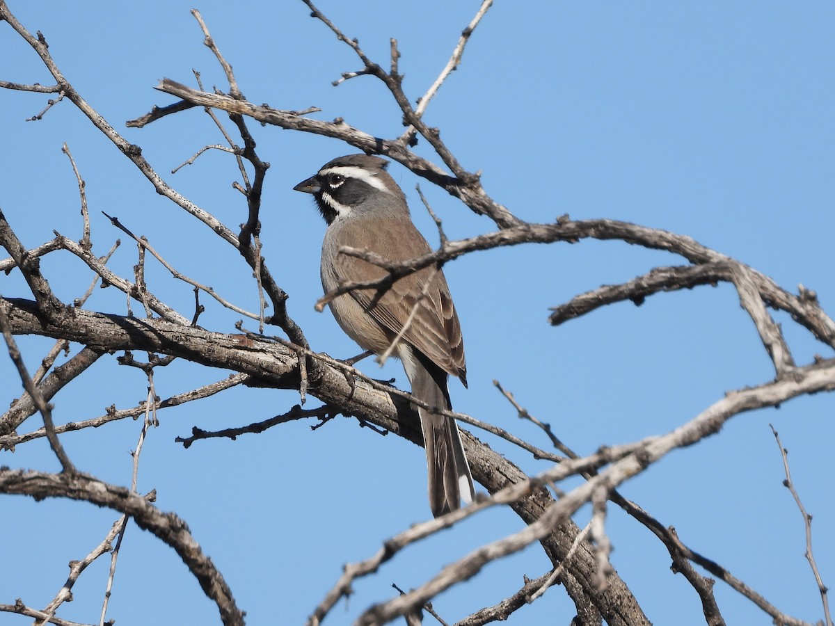 Black-throated Sparrow - ML646018122