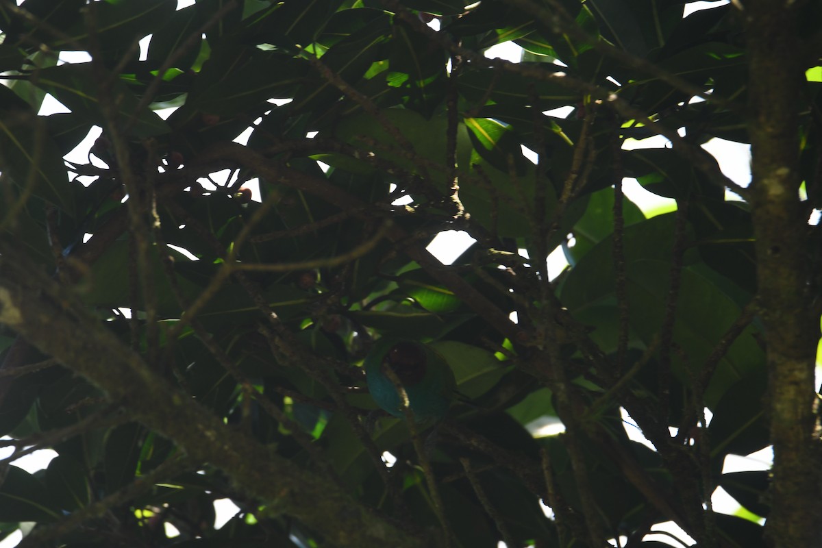 Bay-headed Tanager - ML646018123