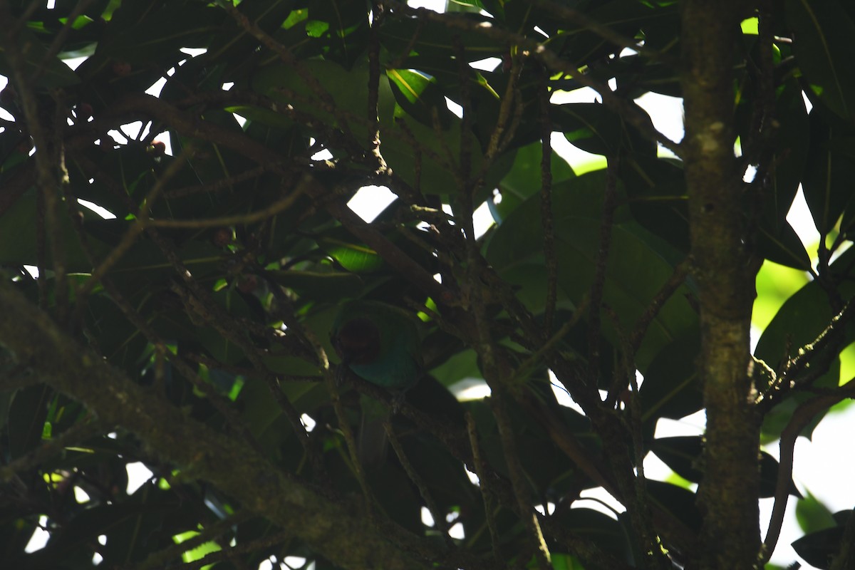 Bay-headed Tanager - ML646018124