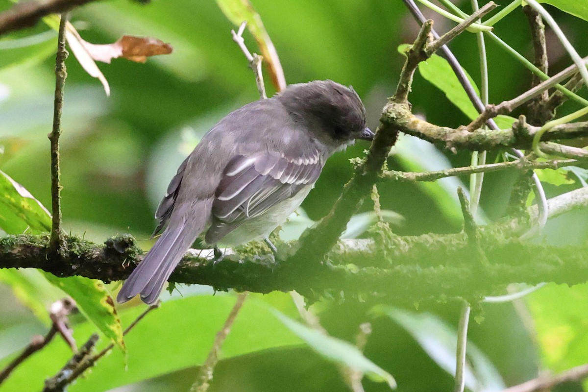 Küçük Antil Elenyası - ML646018126