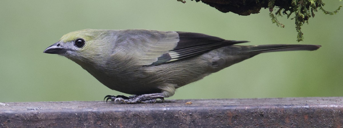 Palm Tanager - ML646018129