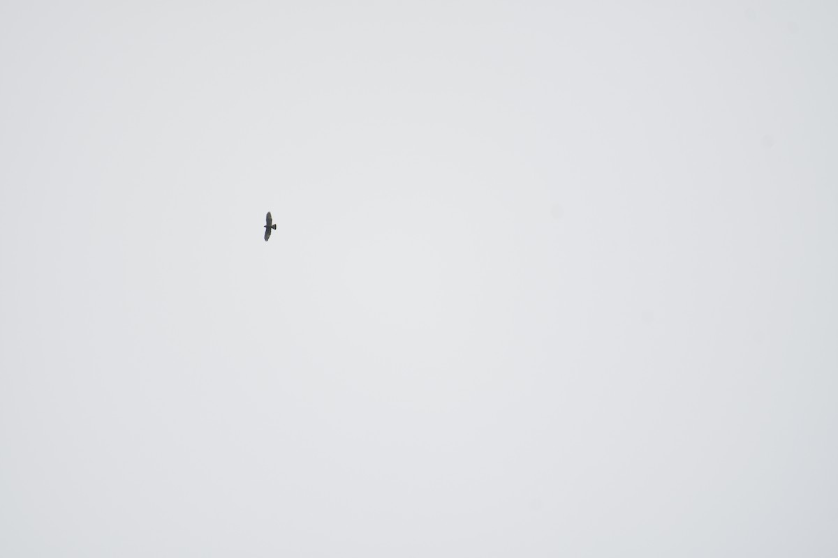 Broad-winged Hawk - ML646018134