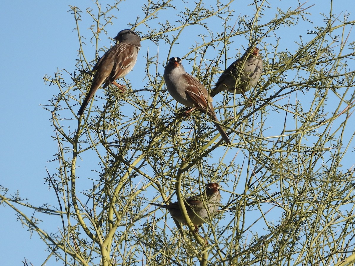 White-crowned Sparrow - ML646018135