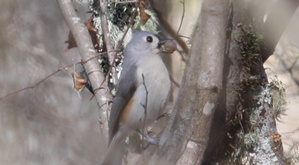 Tufted Titmouse - ML646018152