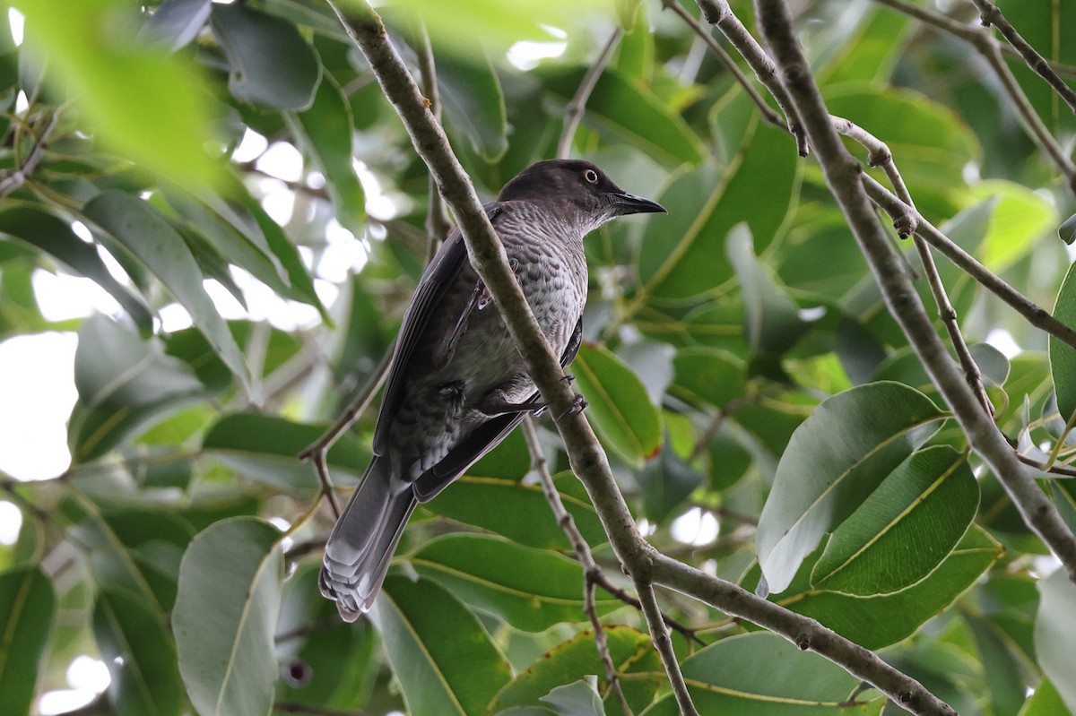 drozdec antilský - ML646018153