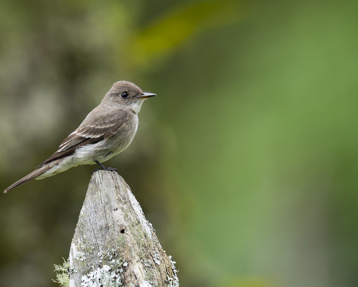 Blasskehl-Schnäppertyrann - ML646018155