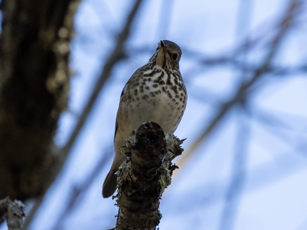 Hermit Thrush - ML646018158