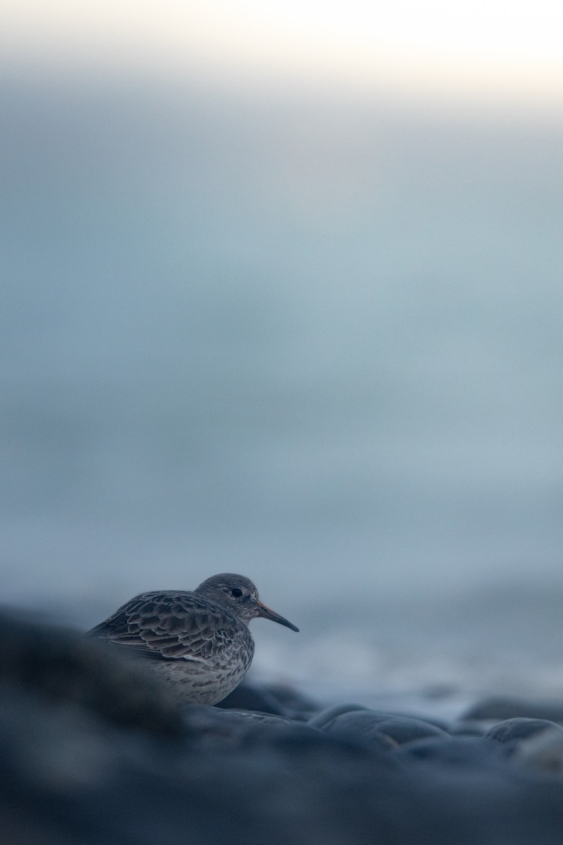 Rock Sandpiper - ML646018163