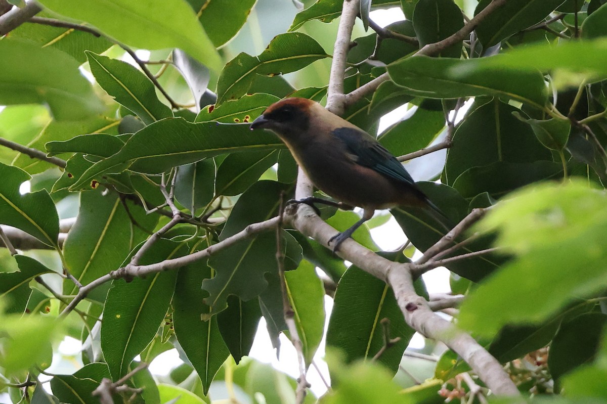 Tangara Antillana (de San Vicente) - ML646018164