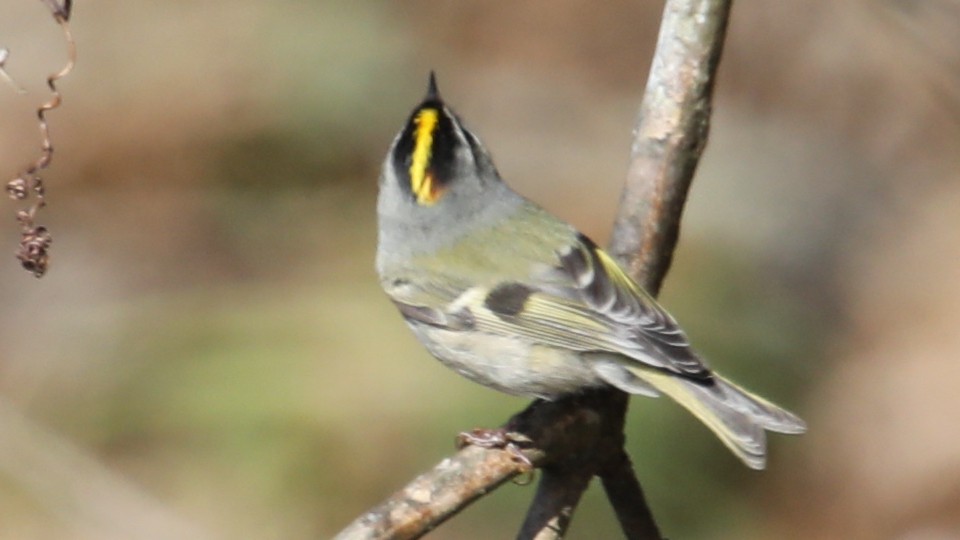 Golden-crowned Kinglet - ML646018167