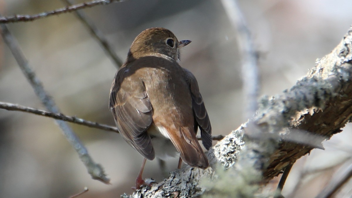 Hermit Thrush - ML646018172