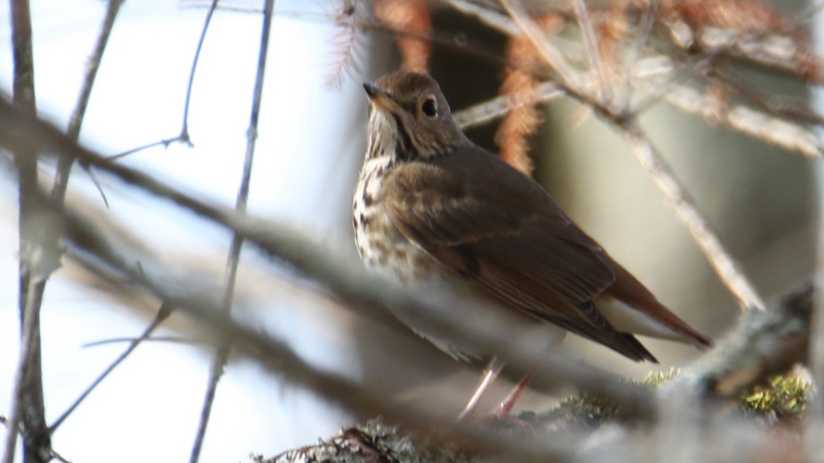 Hermit Thrush - ML646018173