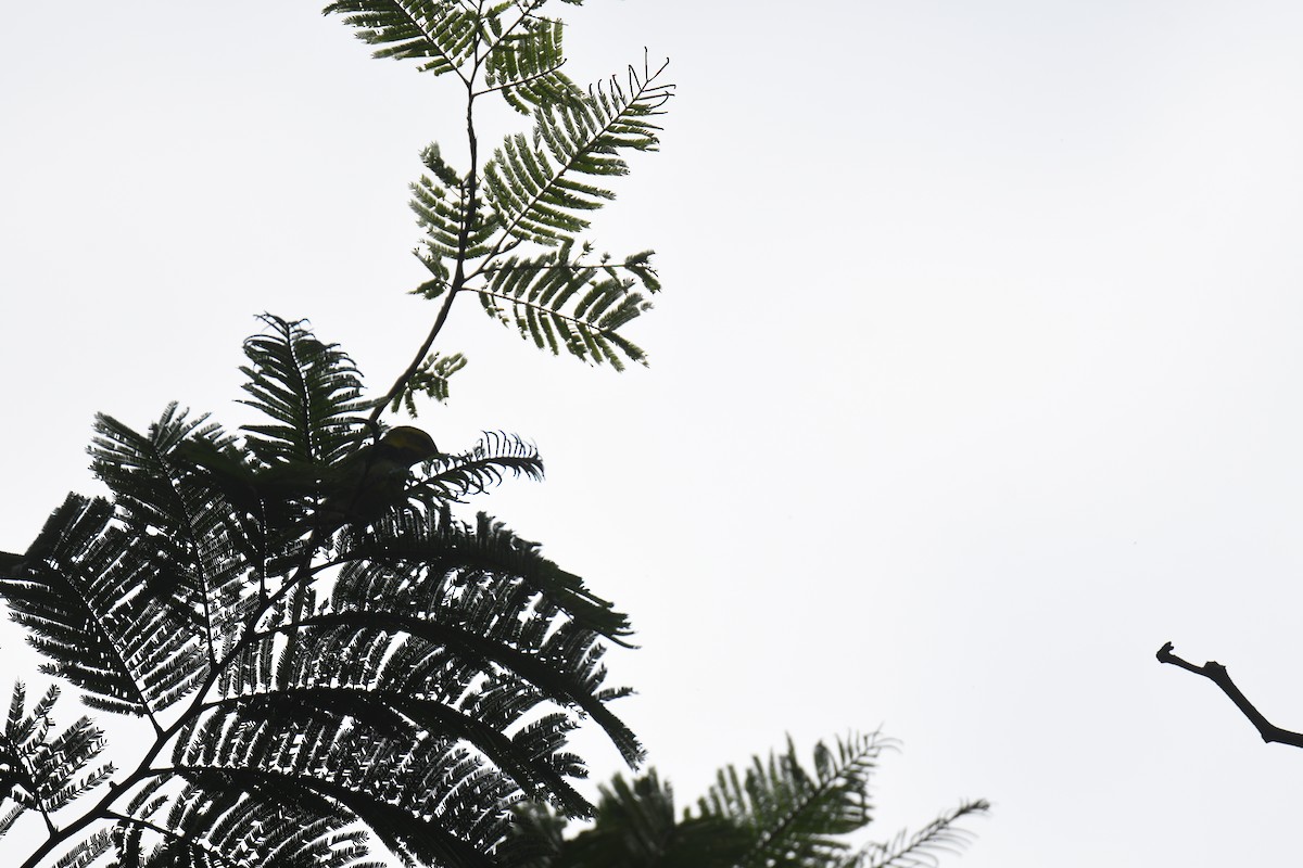 Black-throated Green Warbler - ML646018179