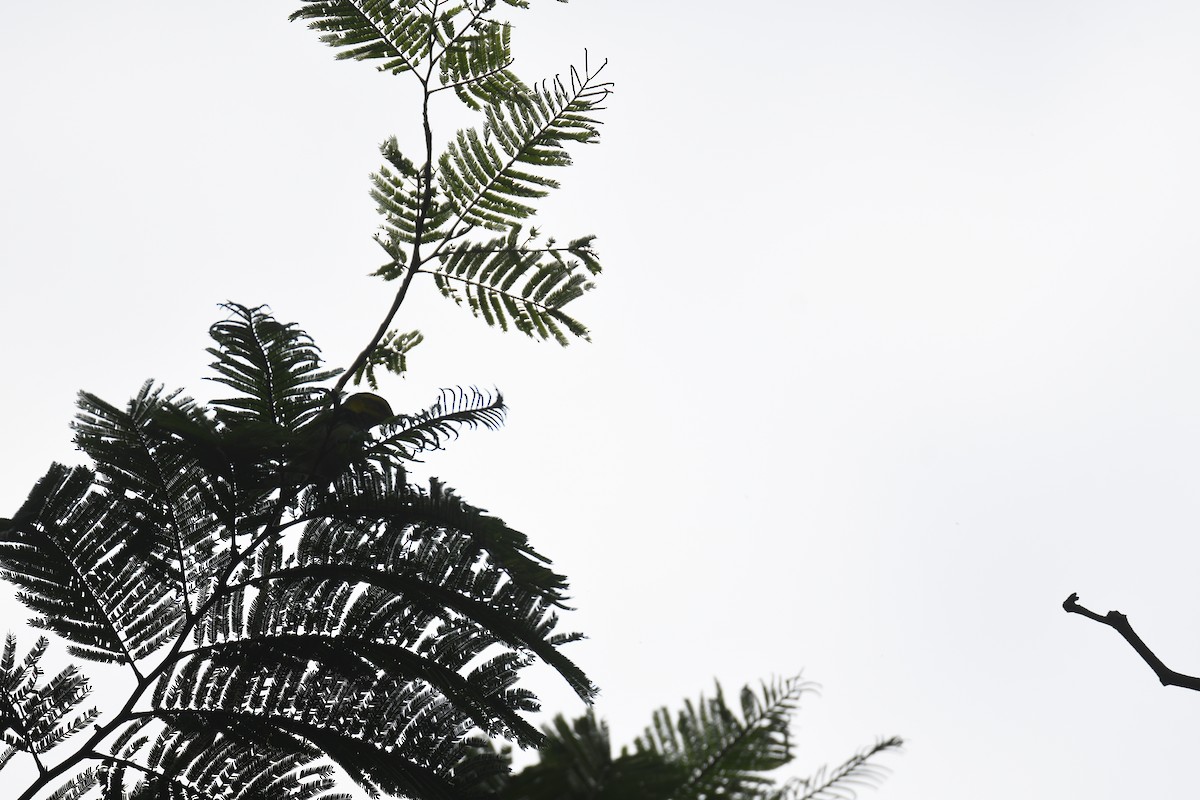 Black-throated Green Warbler - ML646018183