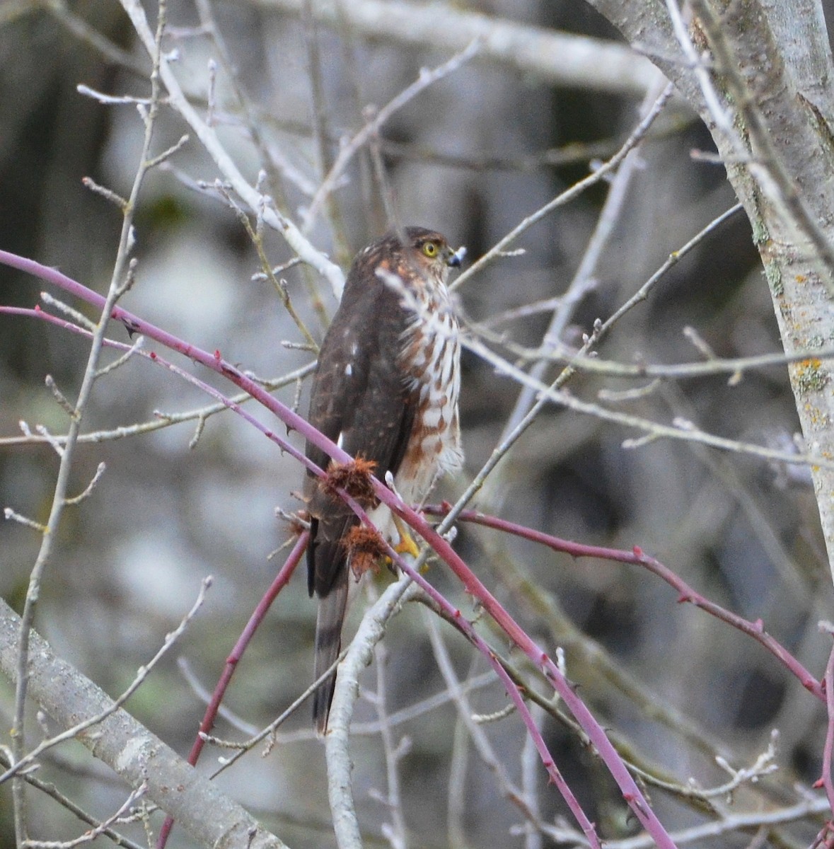 Sharp-shinned Hawk - ML646018189