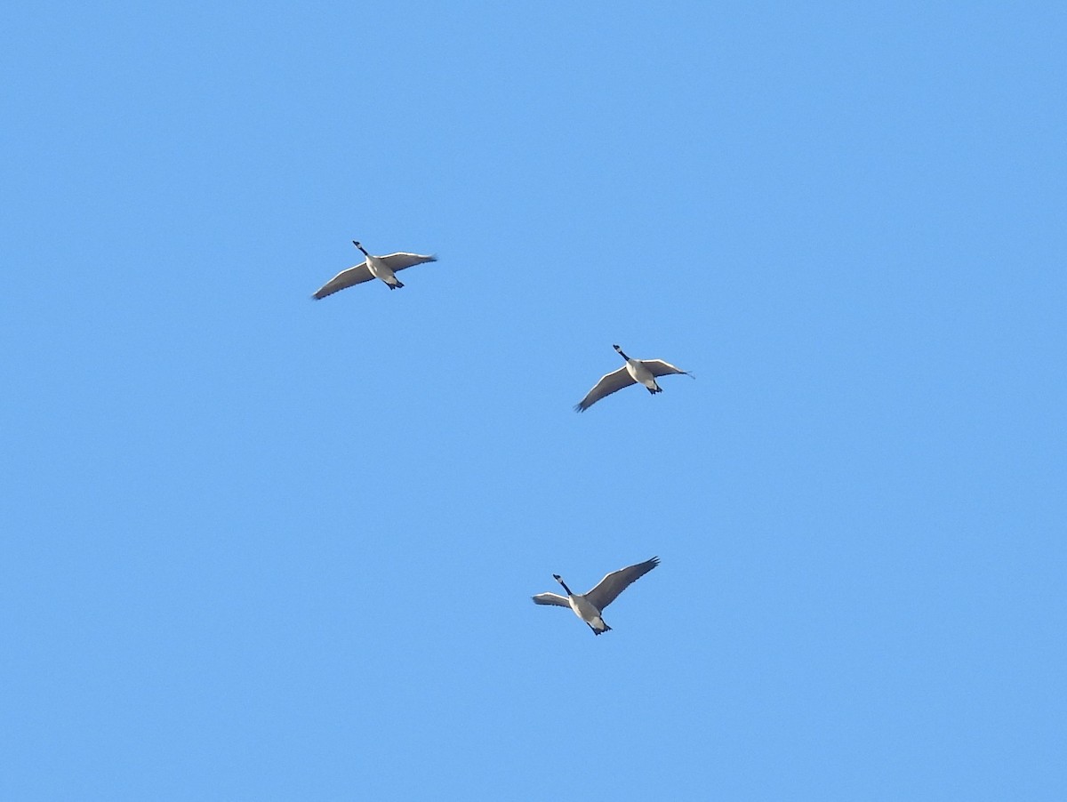 Canada Goose - ML646018191