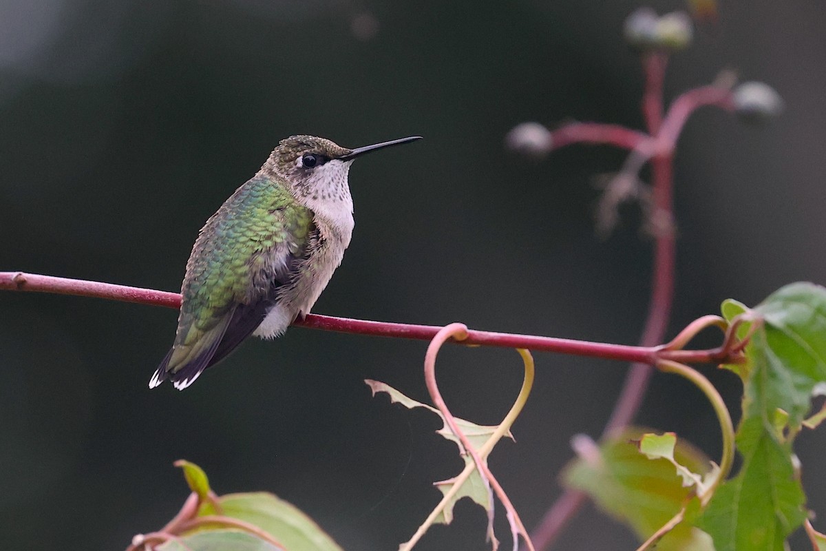 Рубиновогорлый колибри - ML646018192