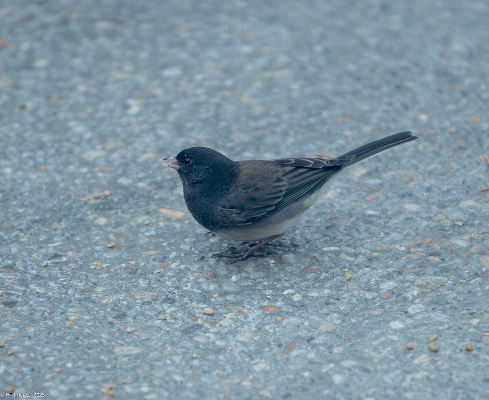 Dark-eyed Junco (Oregon) - ML646018195