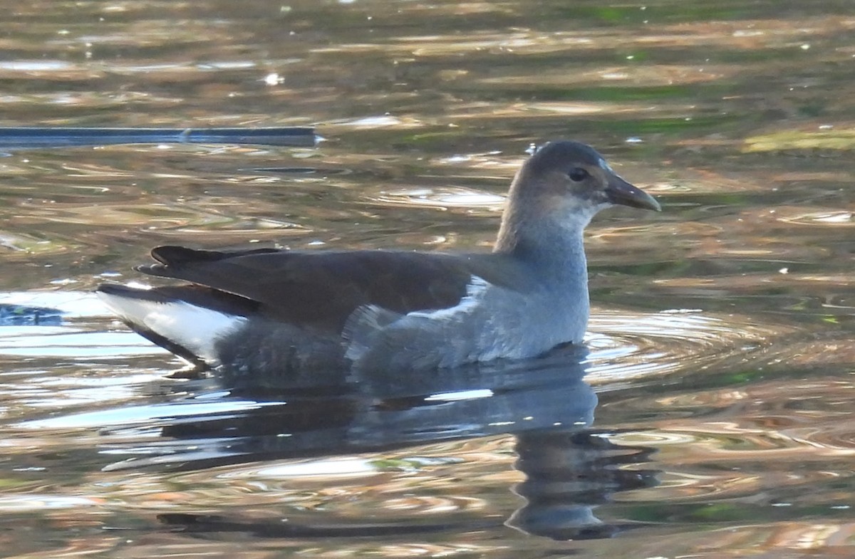 Common Gallinule - ML646018196