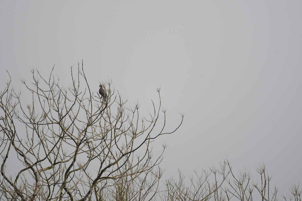 Red-billed Pigeon - ML646018197