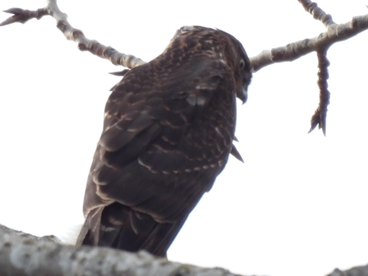 Cooper's Hawk - ML646018205