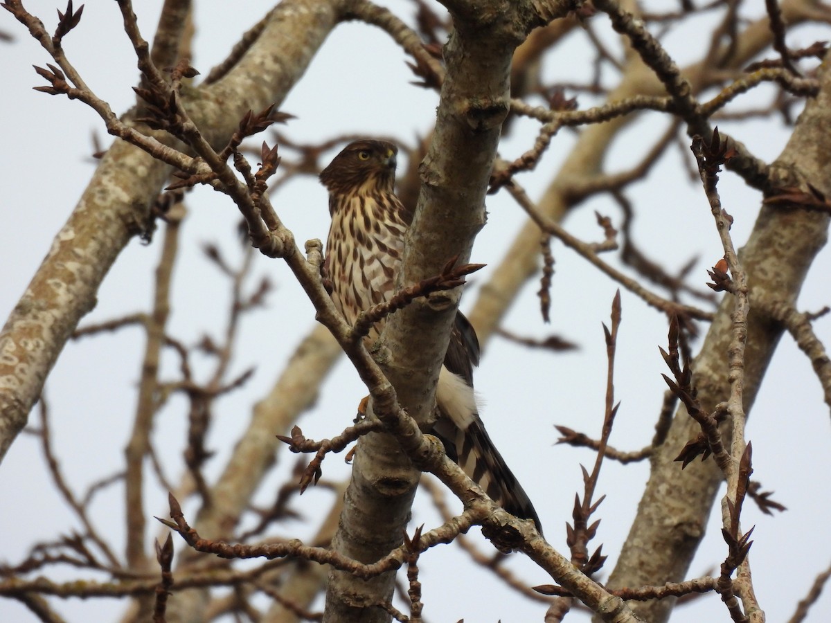 Cooper's Hawk - ML646018206
