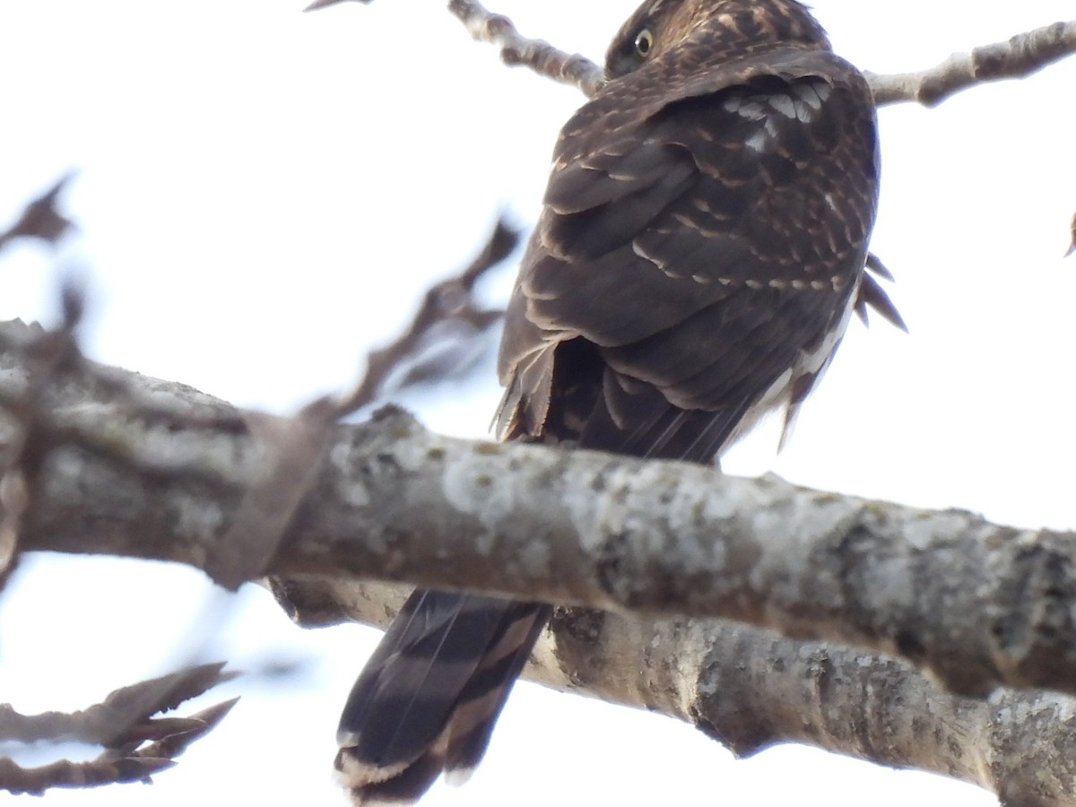Cooper's Hawk - ML646018207