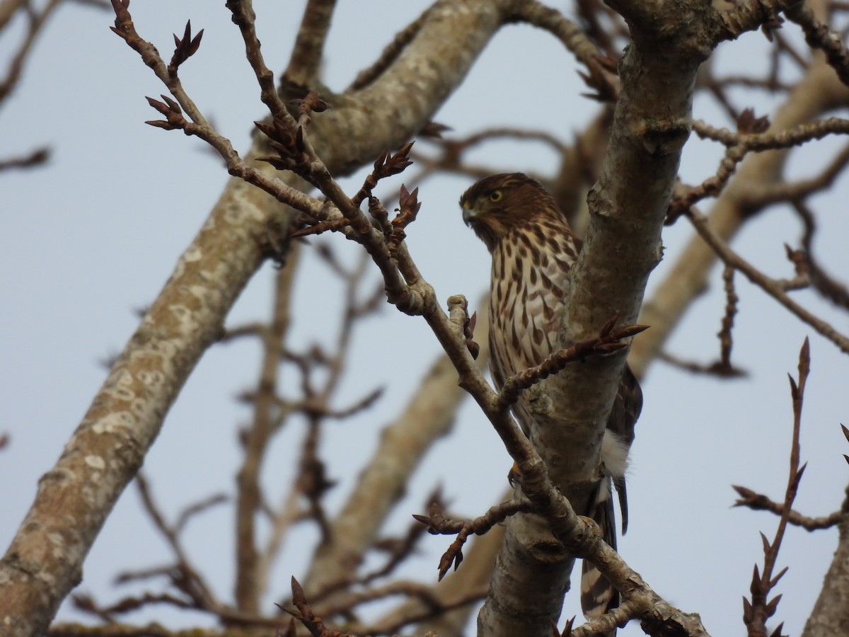 Cooper's Hawk - ML646018208