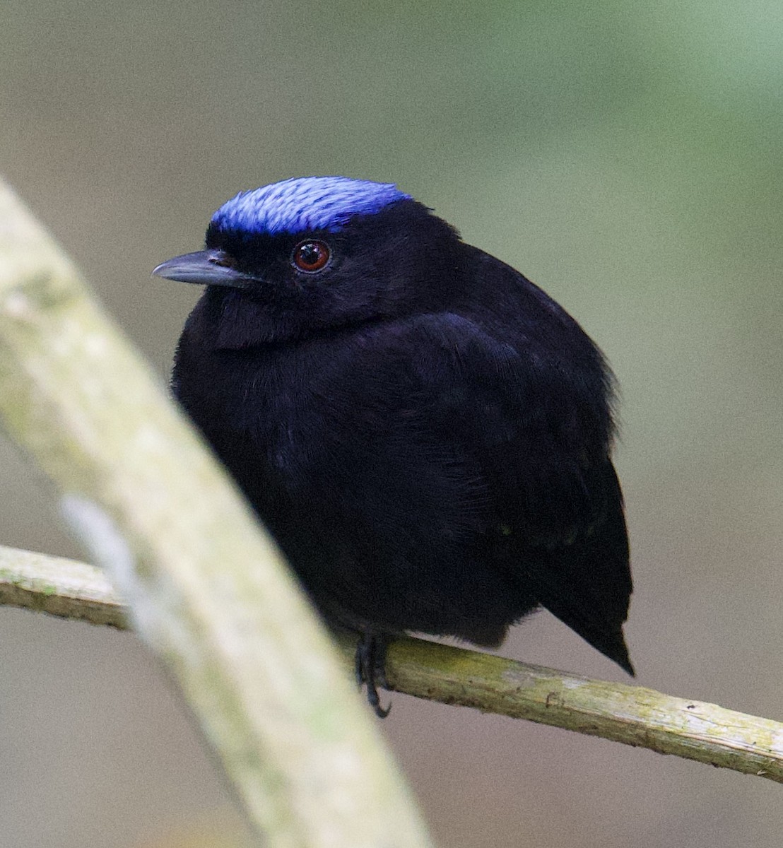 Velvety Manakin - ML646018209
