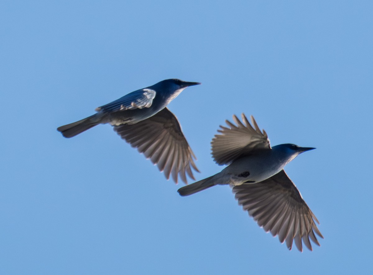 Pinyon Jay - ML646018215