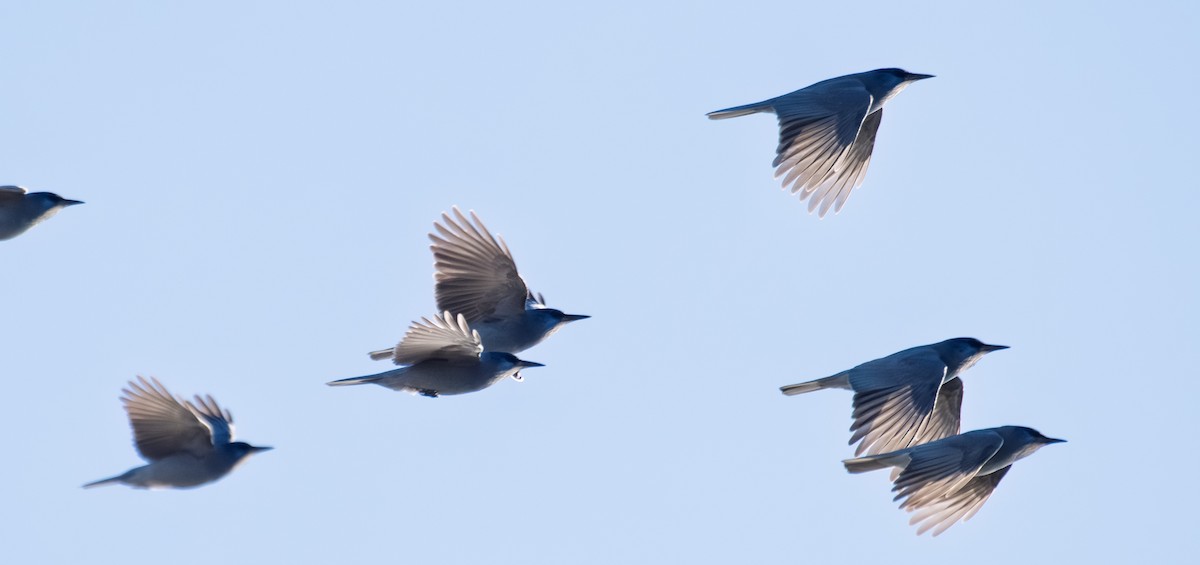 Pinyon Jay - ML646018216