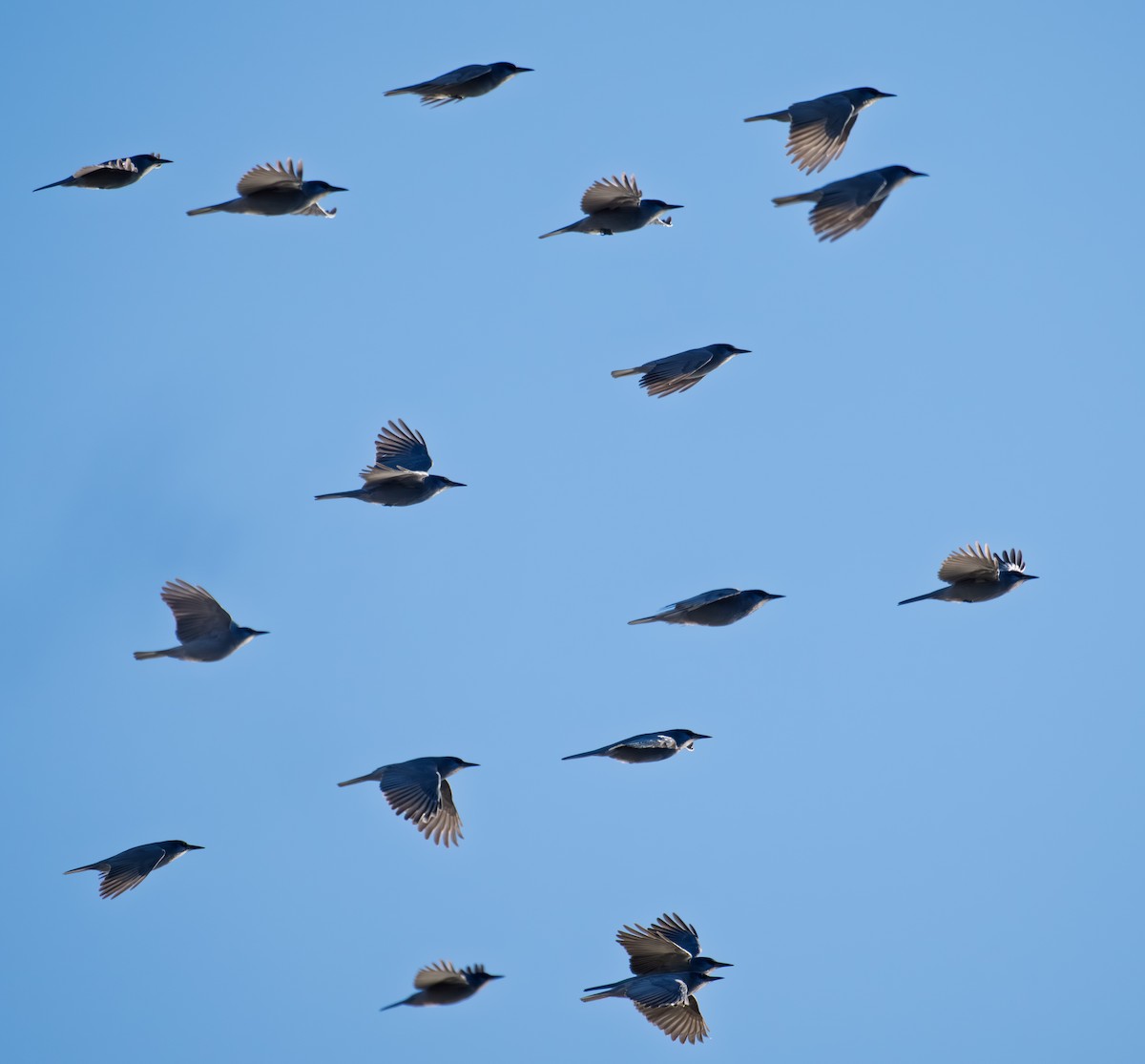 Pinyon Jay - ML646018218