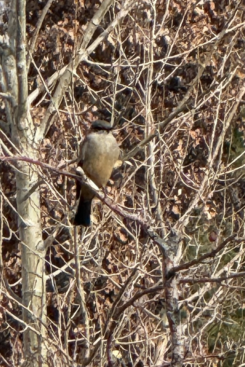 Say's Phoebe - ML646018219