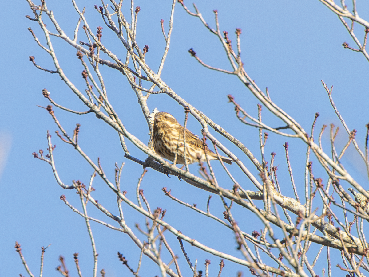 Purple Finch - ML646018220