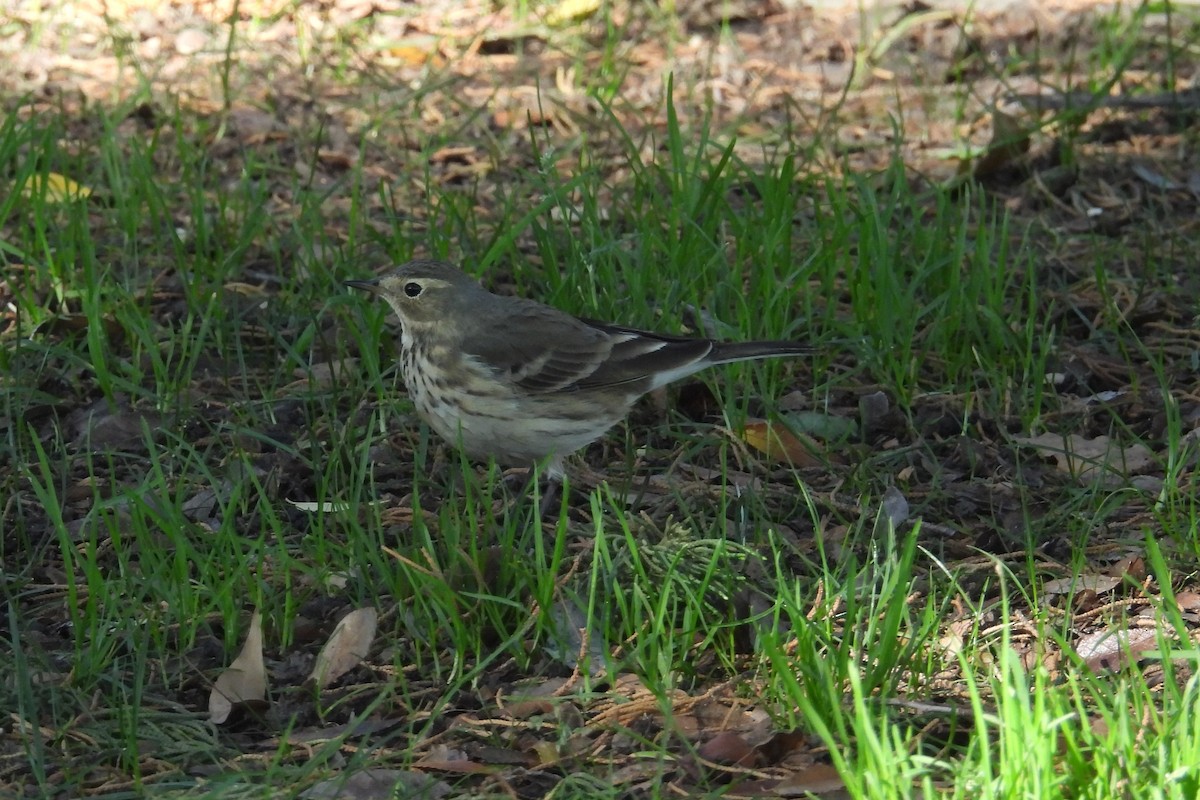 American Pipit - ML646018224