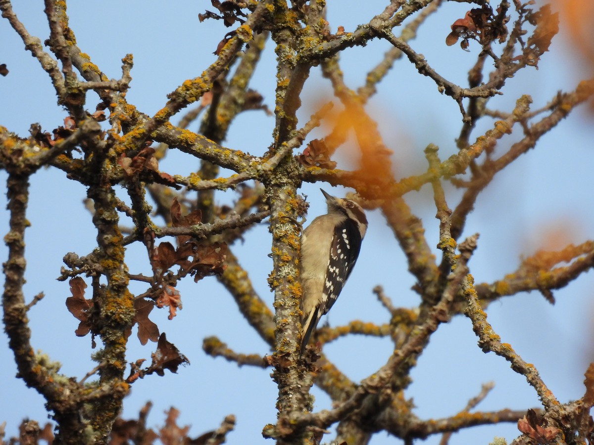 Downy Woodpecker - ML646018226