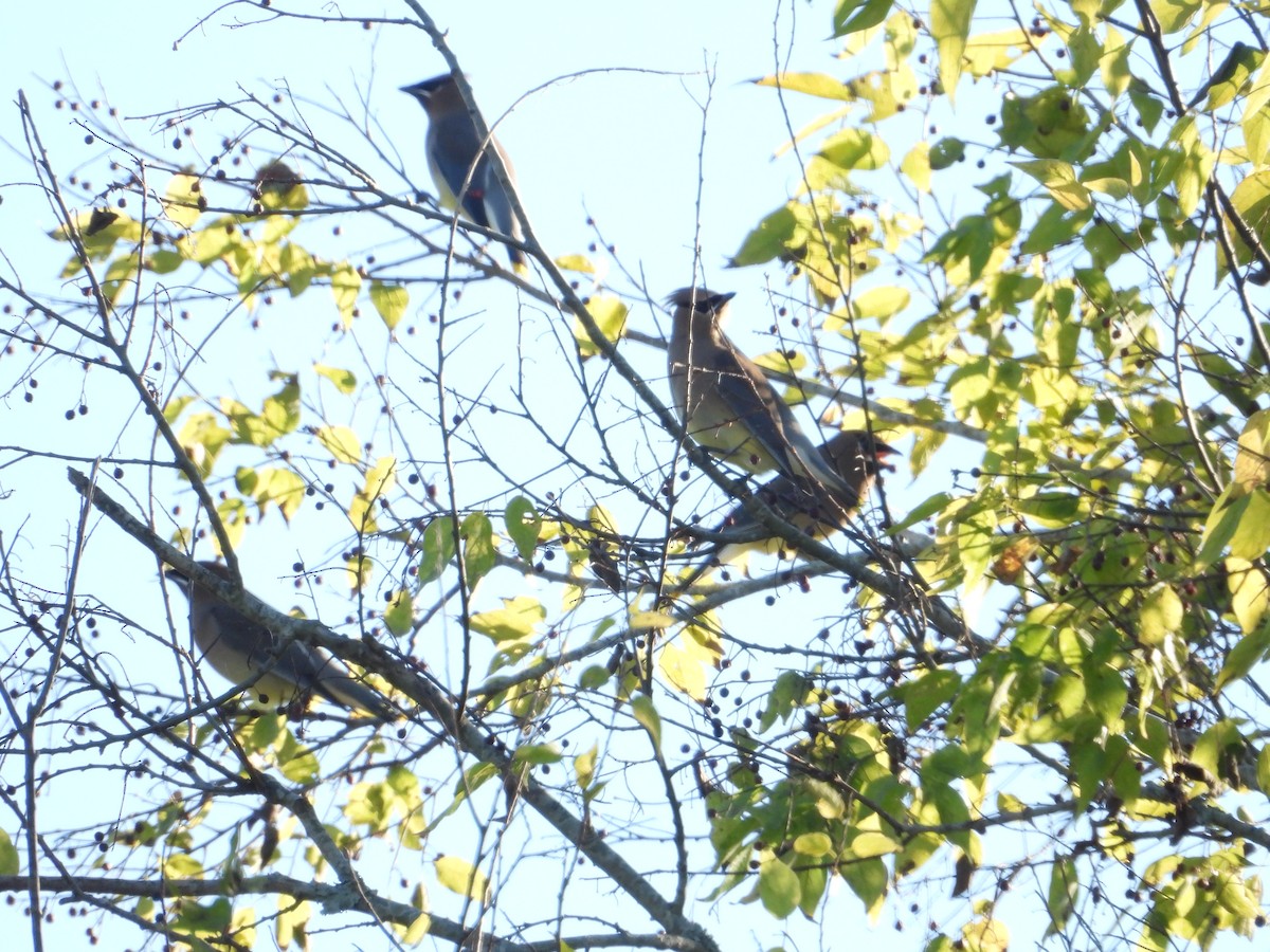 Cedar Waxwing - ML646018227