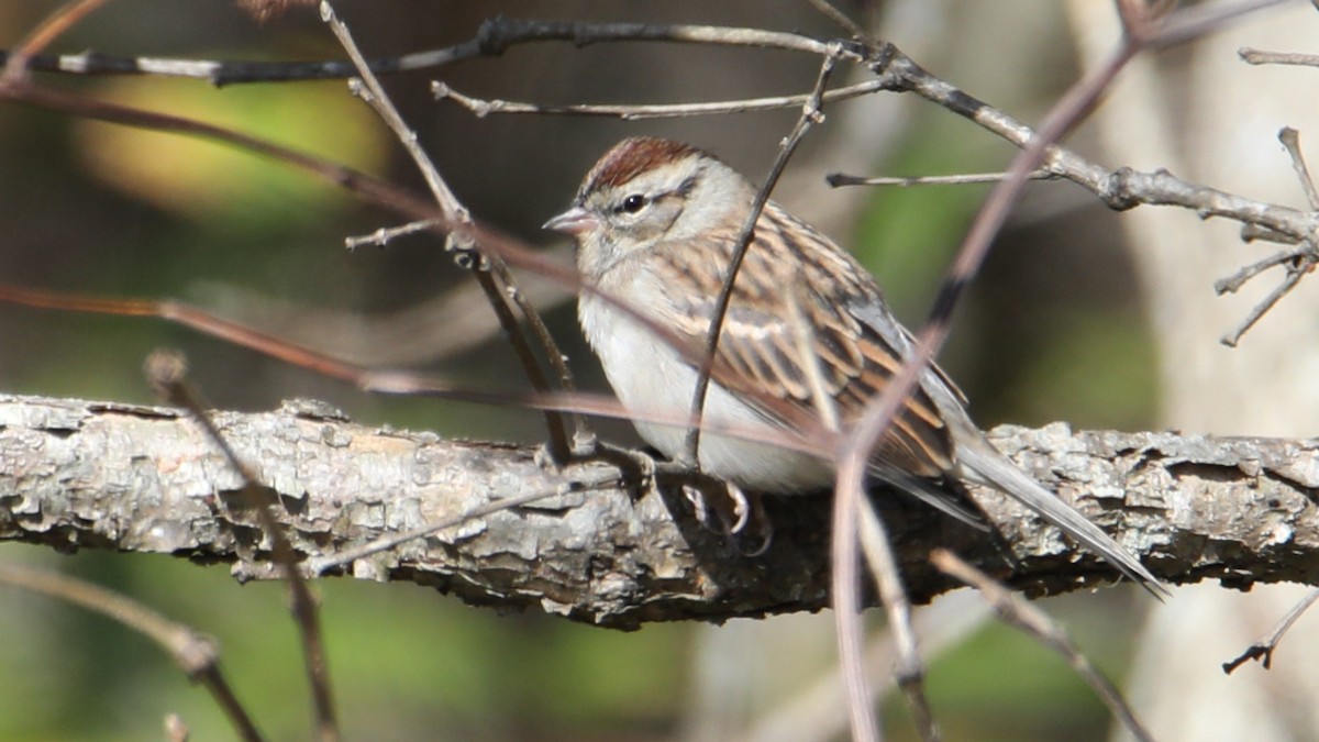 Chipping Sparrow - ML646018228