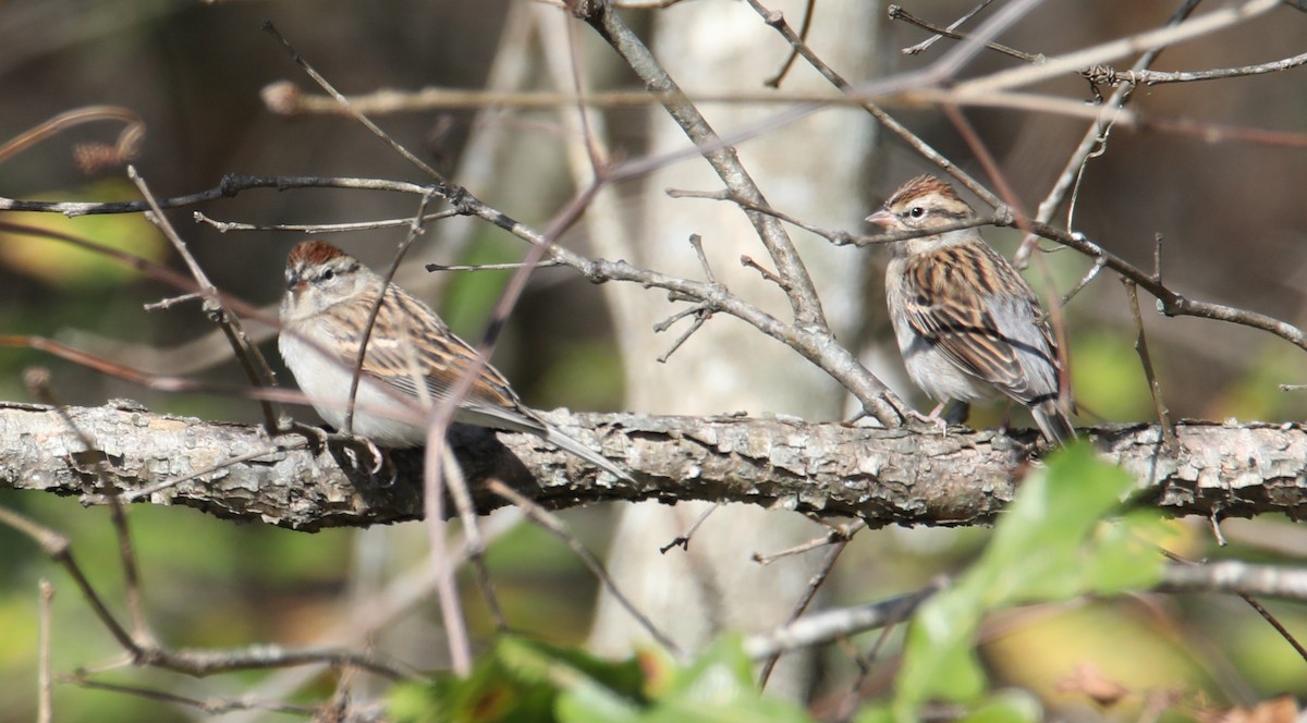 Chipping Sparrow - ML646018229