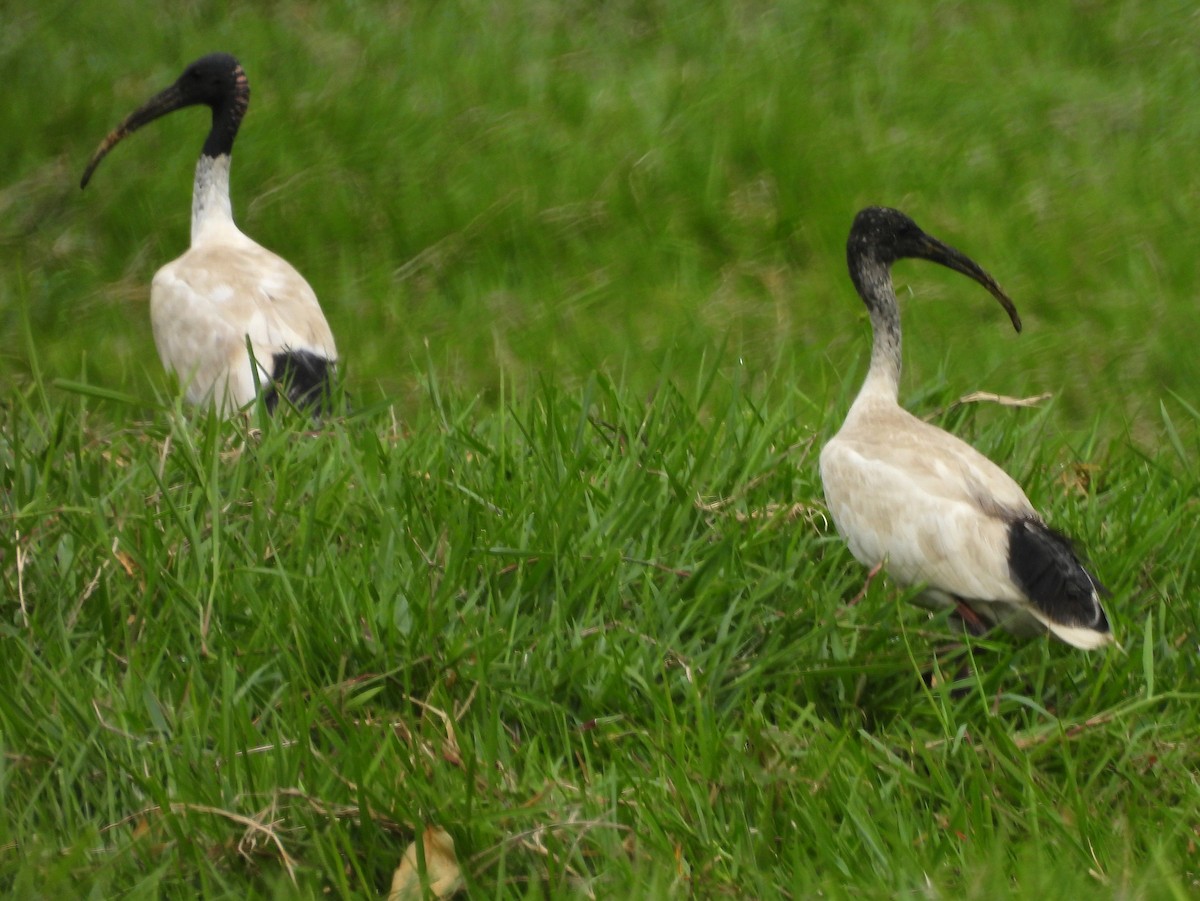 Australian Ibis - ML646018230