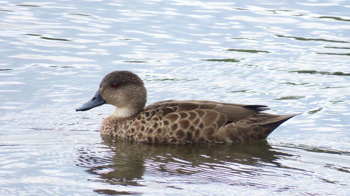 Gray Teal - ML646018231